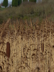 LZ00283 Reeds at Cosmeston lakes.jpg